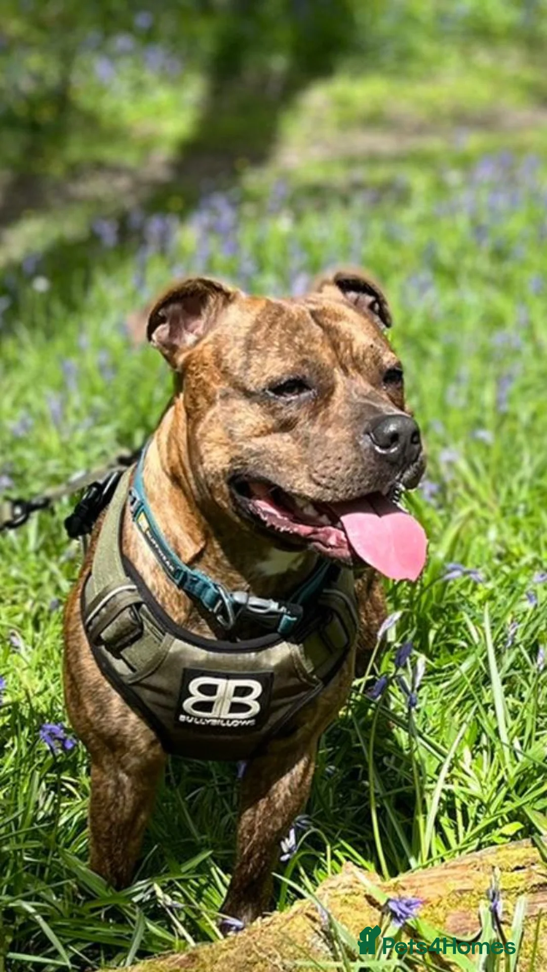 Staffordshire Bull Terrier dogs for sale:  brindle and red Staffordshire bull terriers - Advert 15