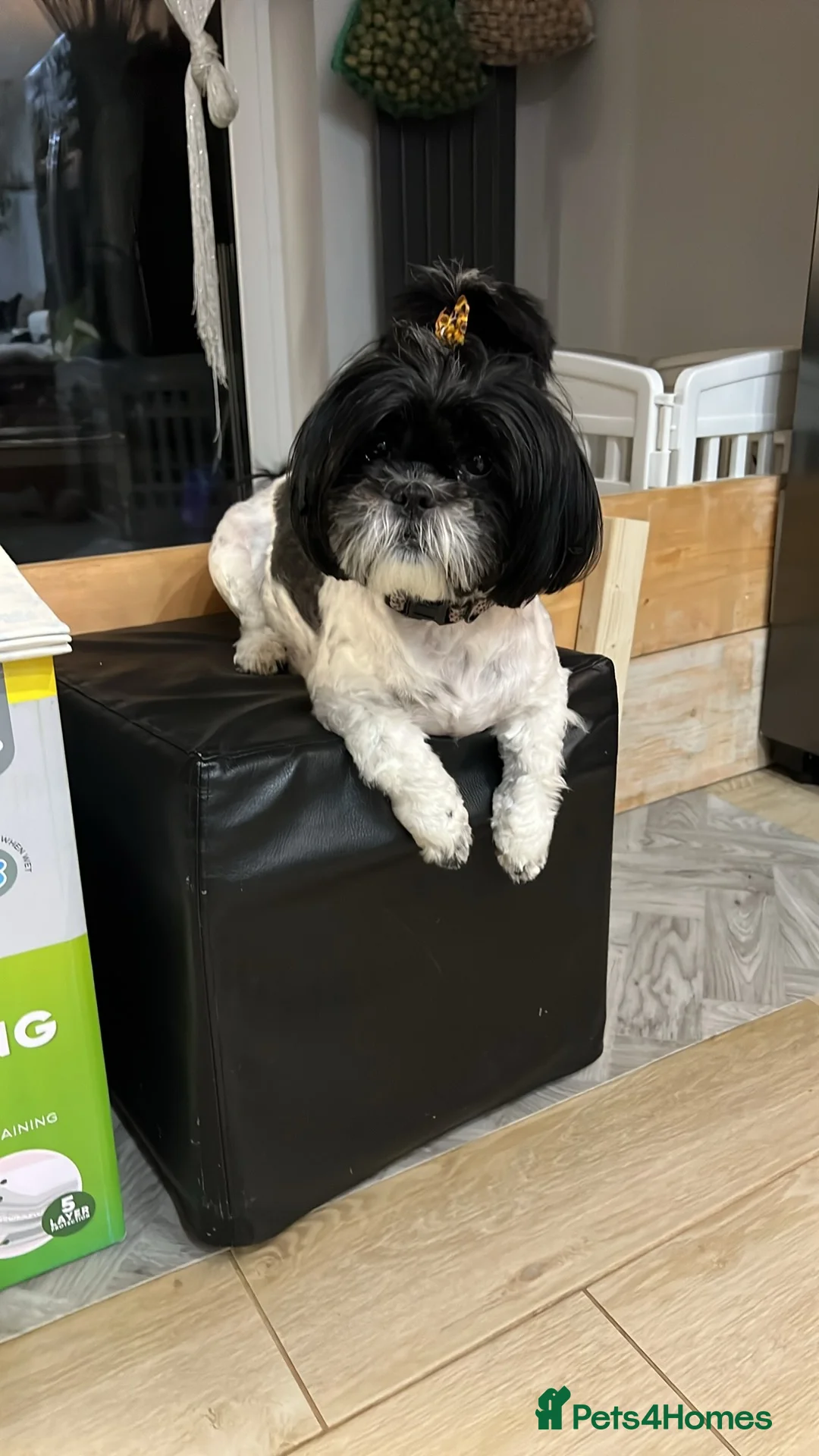 Shih Tzu dogs for sale: Shih Tzu - Advert 8