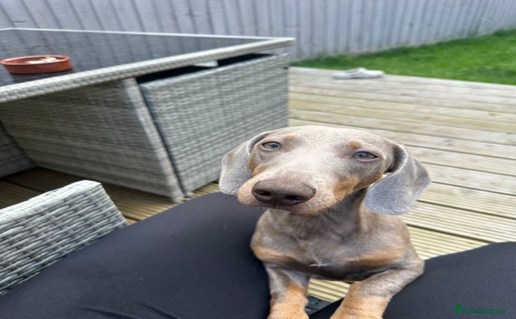 Dachshund dogs - Advert 1
