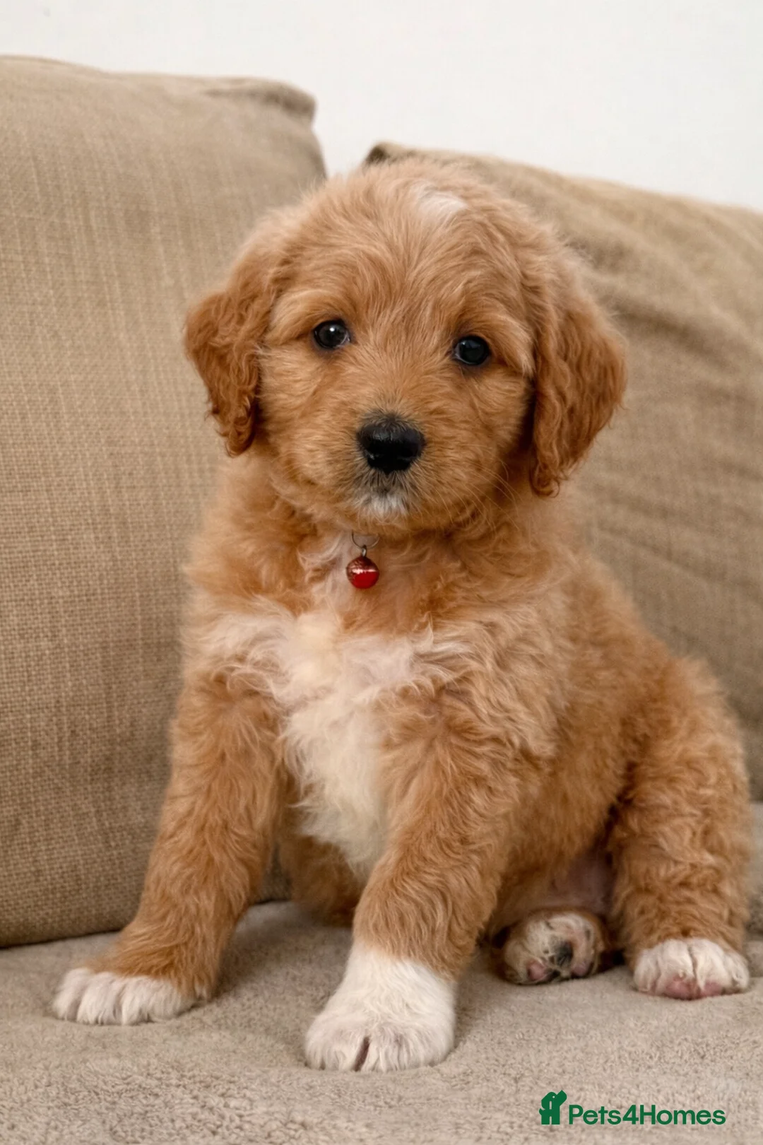 Goldendoodle dogs for sale: Top Quality F1 Bicolour Goldendoodle  - Advert 2