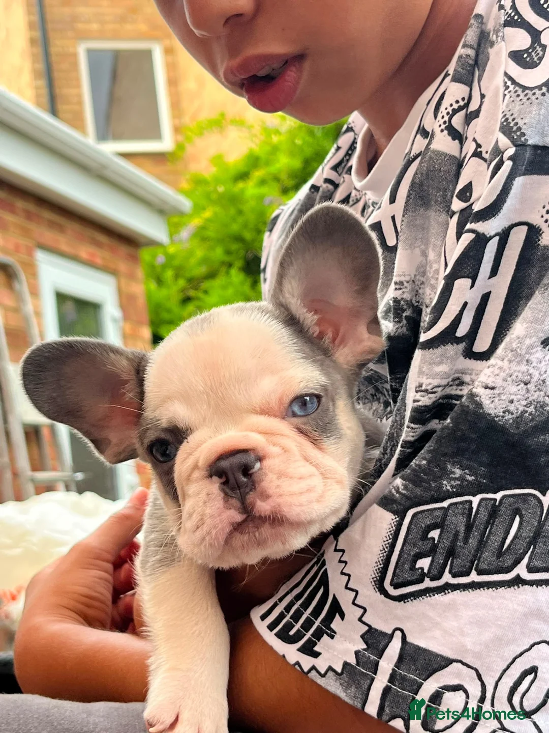 French Bulldog dogs for sale: 2 Male French bulldog puppies ready to go🩵💙 in Abingdon - Advert 1
