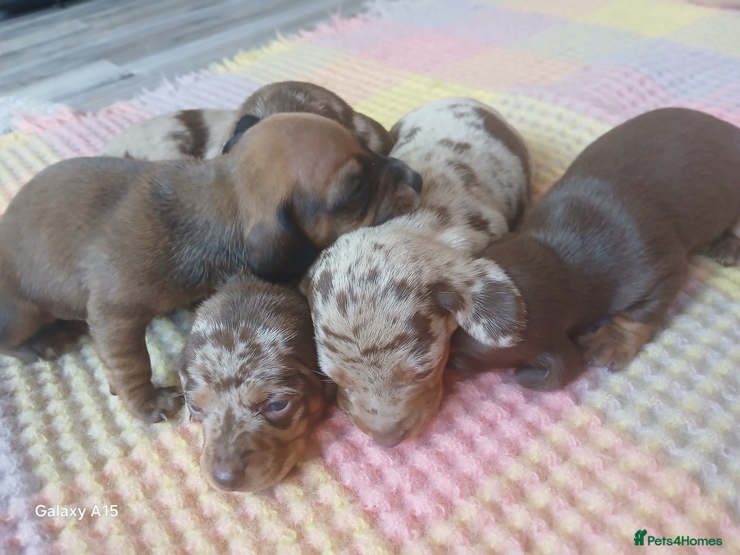 Miniature Dachshund dogs for sale: Minture dachshund puppies  - Image 18