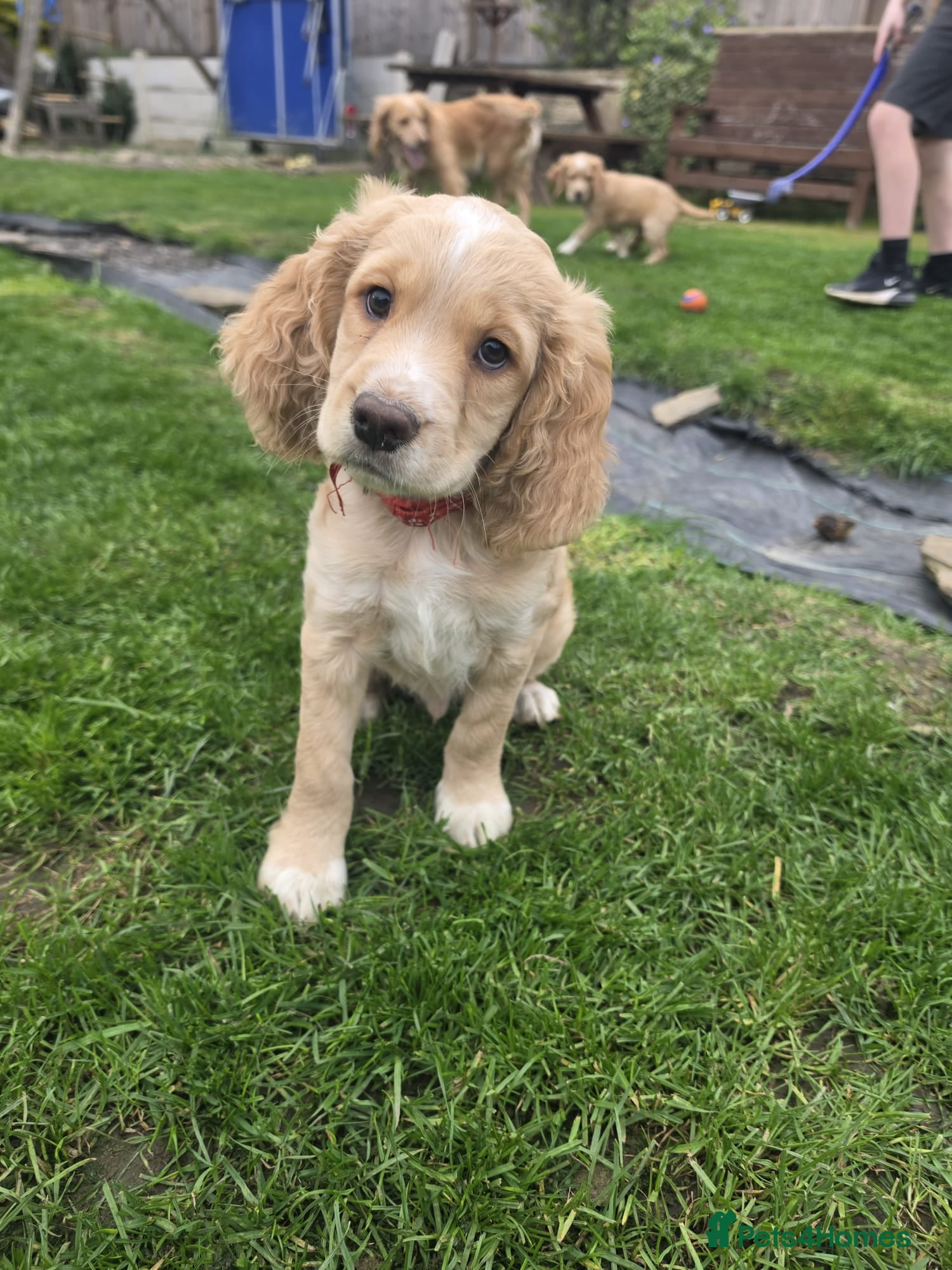 Cocker Spaniel dogs KC reg. Working Cocker pups Lemon and white 2 dogs - Advert 1