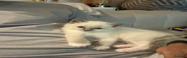 Ragdoll Kitten 3