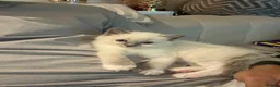 Ragdoll cats for sale: 🐾 Beautiful Ragdoll Kittens - Stunning example - Advert 13