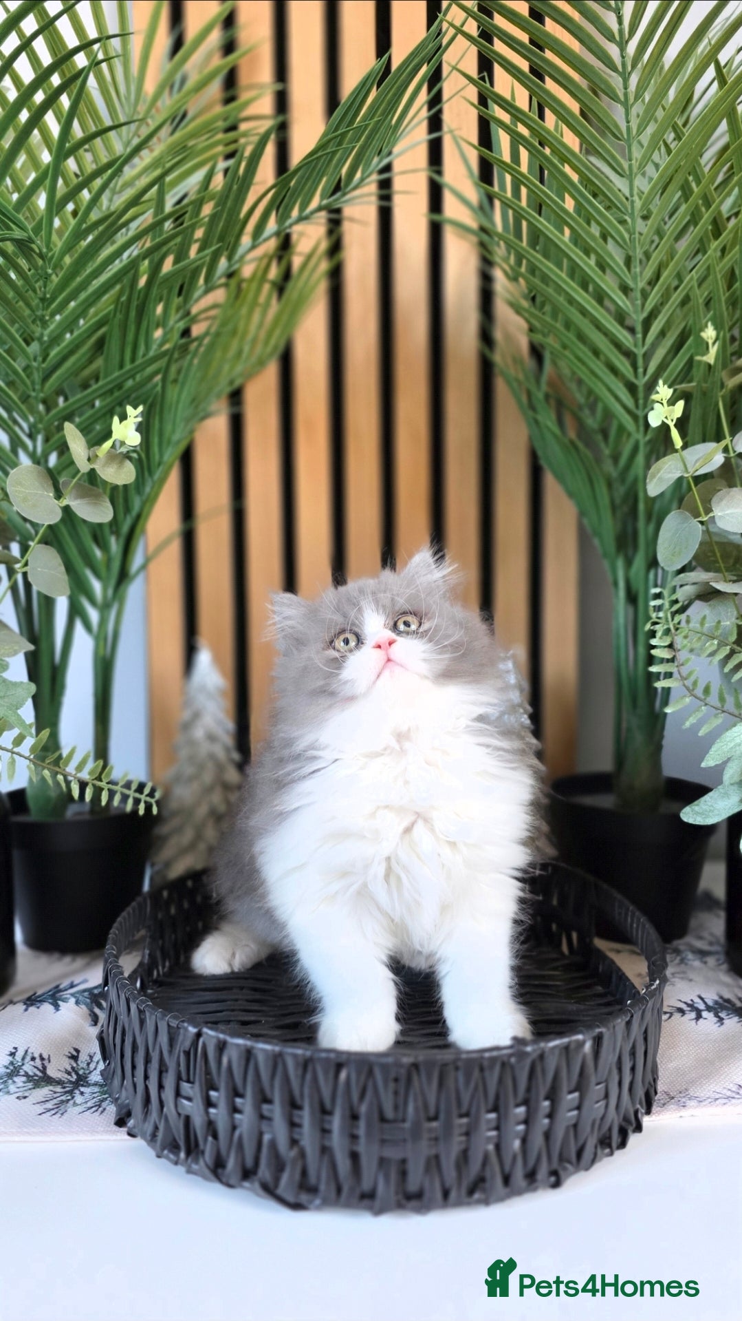 Mixed Breed cats Beautiful Ragdoll-Persian kittens - Advert 1