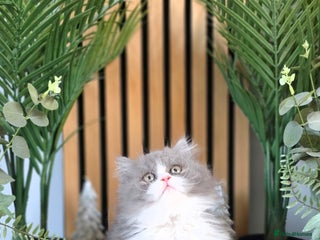 Mixed Breed cats Beautiful Ragdoll-Persian kittens - Advert 1