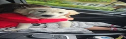 Golden Retriever dogs for sale: Stunning 15 week old KC Reg boy - Advert 8