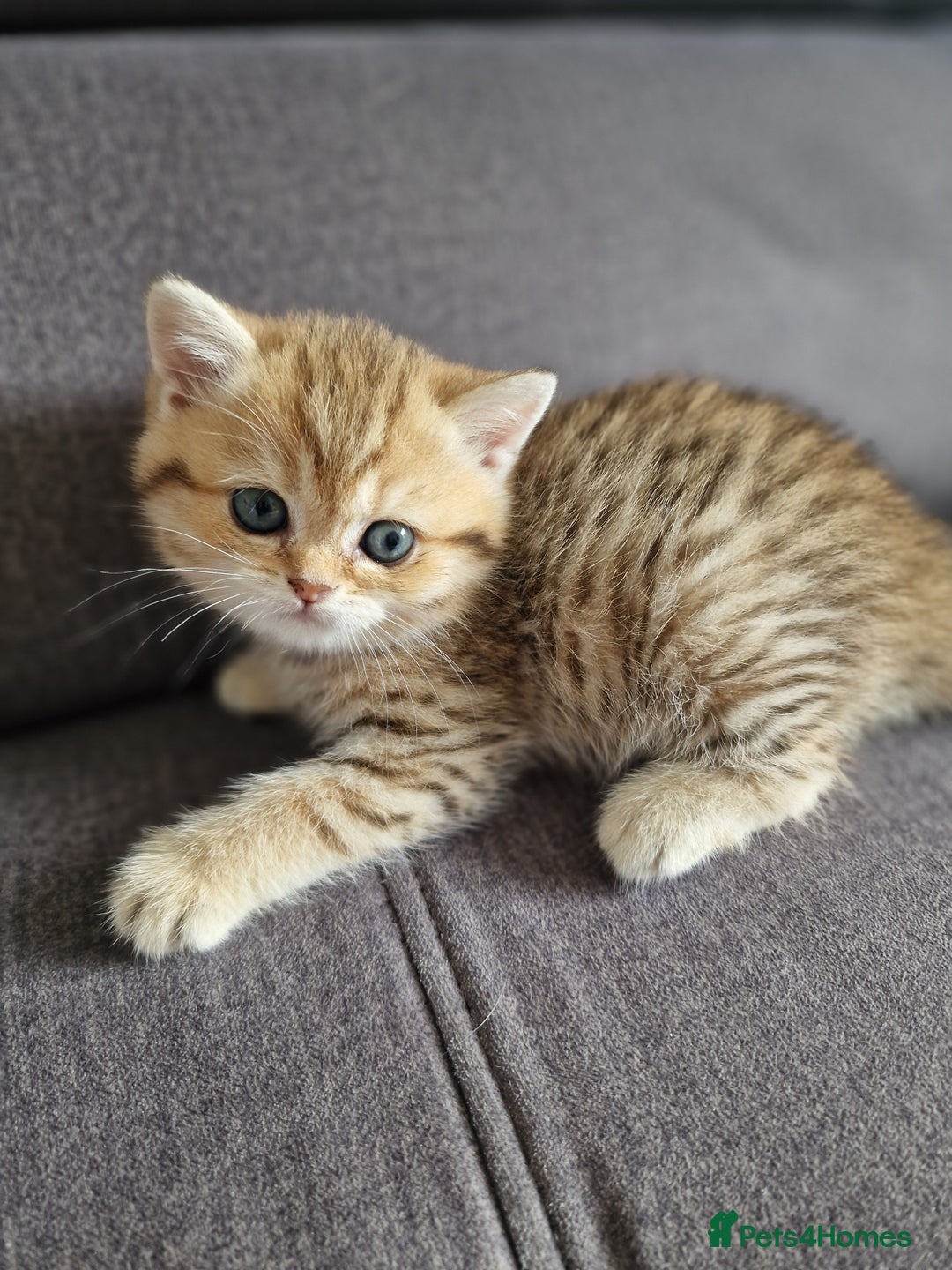 British Shorthair cats for sale: GCCF High Quality BritishShorthair last 2 left - Image 6