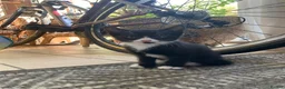 Mixed Breed cats for sale: adorable Kittens - Advert 6