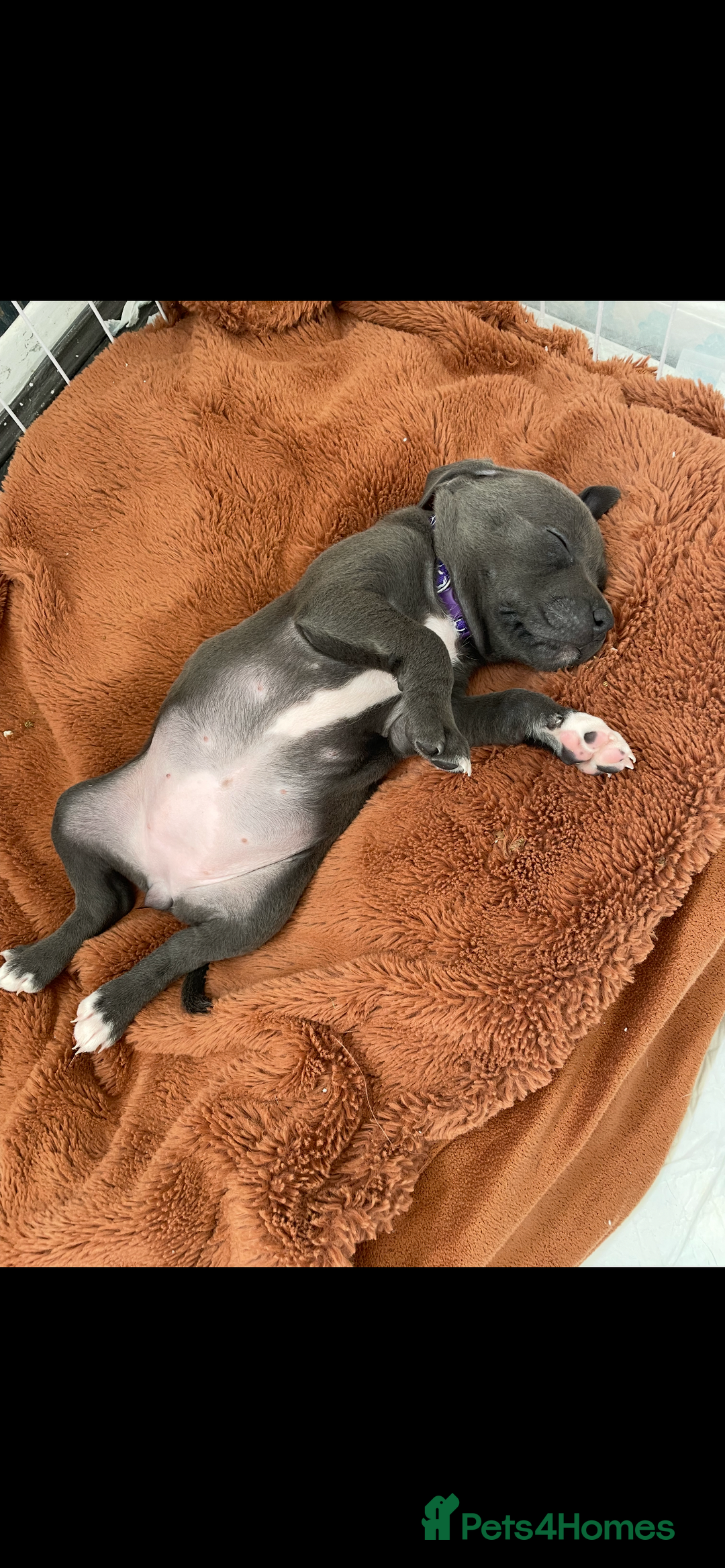 Staffordshire Bull Terrier dogs for sale: KC Staffordshire bull terriers 1 GIRL lEFT  £1350 - Image 3
