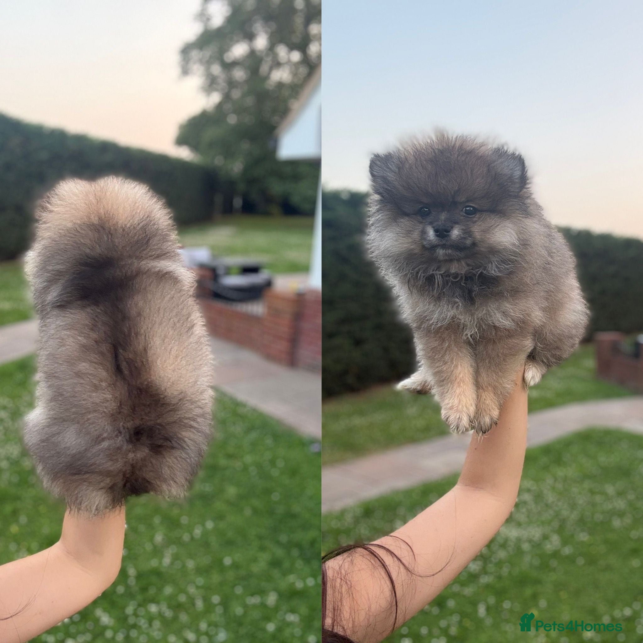Pomeranian dogs Beautiful   **   Pomeranian  - Advert 2