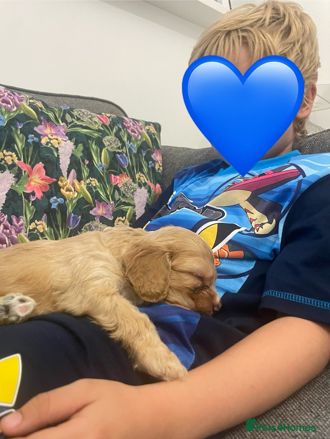 Cavapoo dogs for sale: Wonderful beautiful f1 champagne cavapoo babies  - Image 21