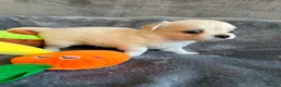 Chihuahua dogs for sale: Stunning Chihuahua Puppies Ready Soon 🐾 - Advert 12