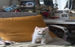 Maine Coon cats for sale: Gorgeous full breed Maine Coon kittens - Image 7