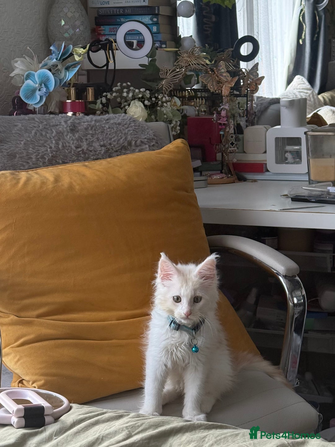 Maine Coon cats for sale: Gorgeous full breed Maine Coon kittens - Image 7