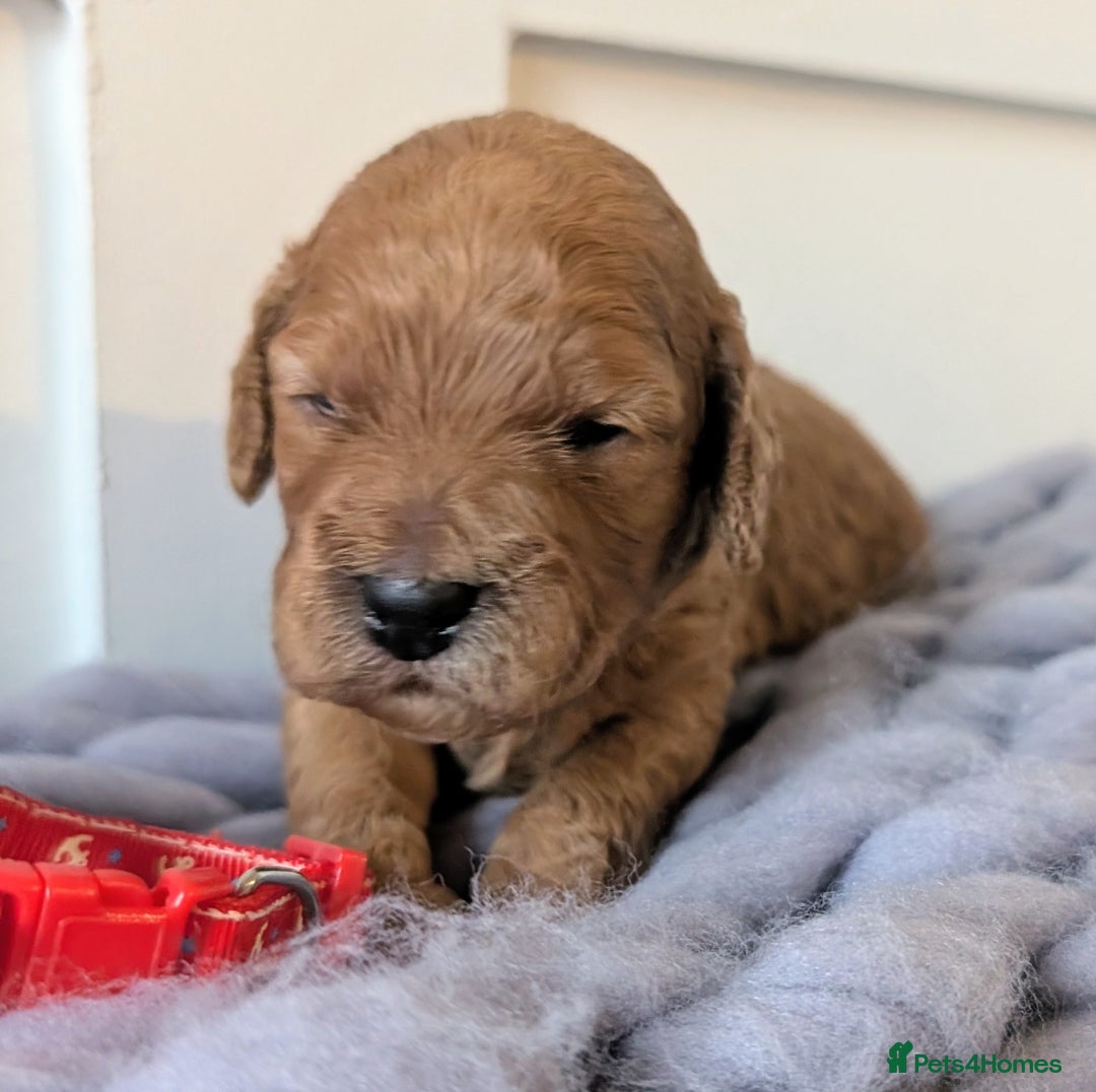 Cockapoo dogs for sale: Stunning F1 Show Toy Red Cockapoo puppies DNA ✔️ - Advert 15