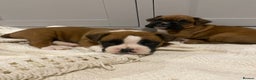 Boxer dogs for sale: 🌟 Beautiful Boxer Puppies for Sale 🌟 - Advert 3