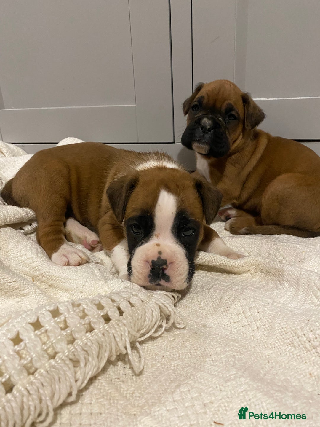 Boxer dogs for sale: 🌟 Beautiful Boxer Puppies for Sale 🌟 - Advert 3