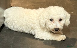 Bichon Frise dogs for sale: Bichion frise  - Image 2