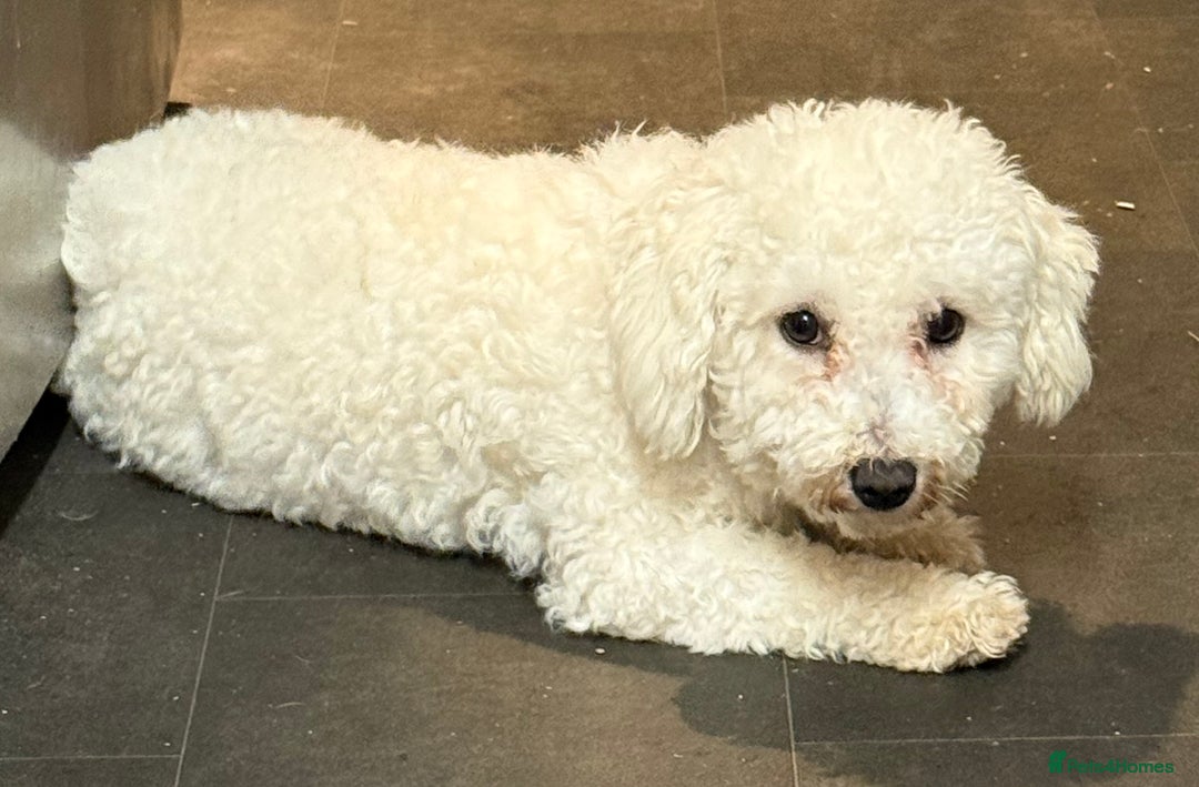 Bichon Frise dogs for sale: Bichion frise  - Image 2