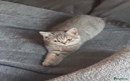 British Shorthair cats for sale:  Broadway Baby13w BritishShorthair,litter trained! - Image 10