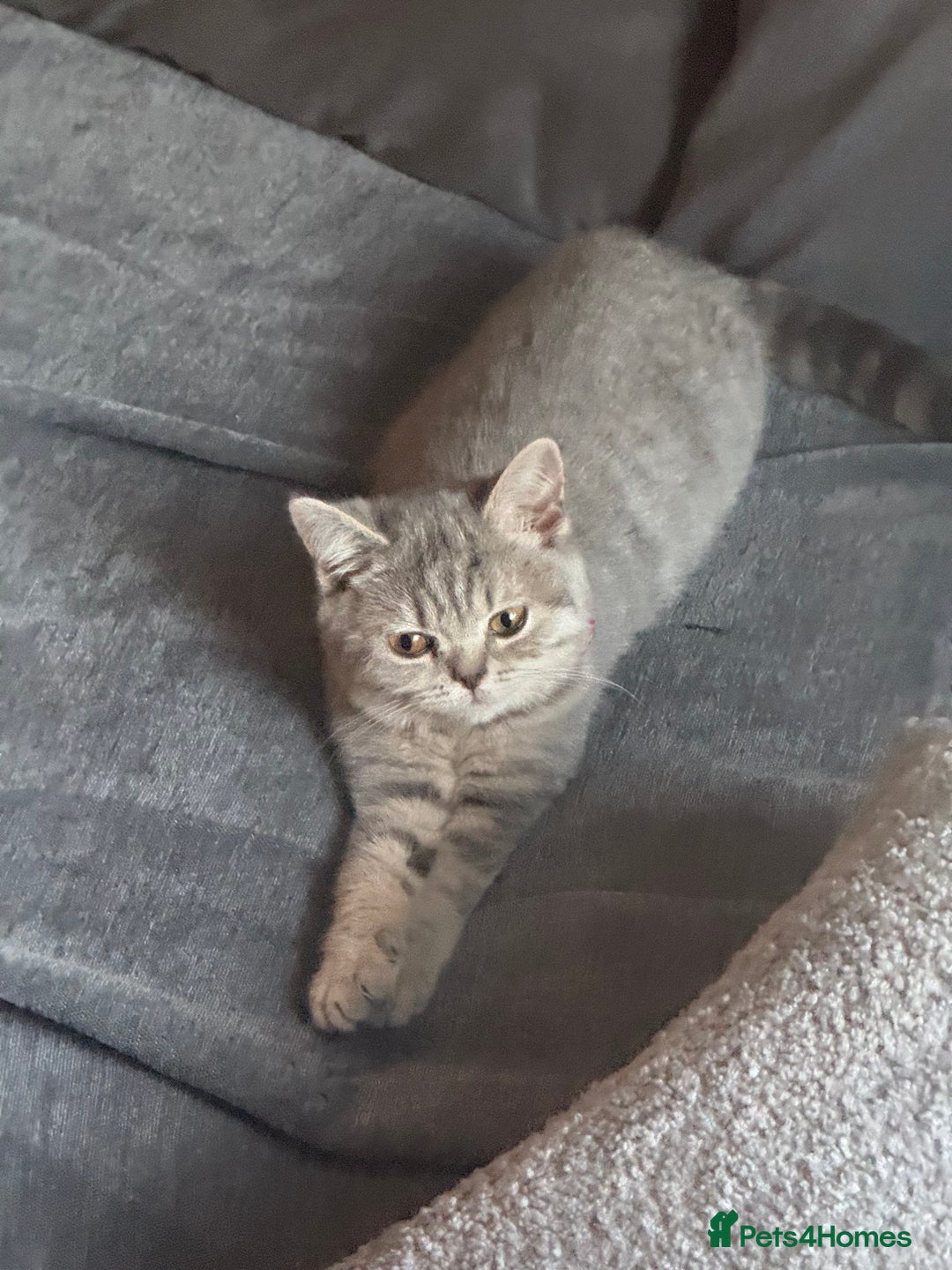 British Shorthair cats for sale:  Broadway Baby13w BritishShorthair,litter trained! - Image 10