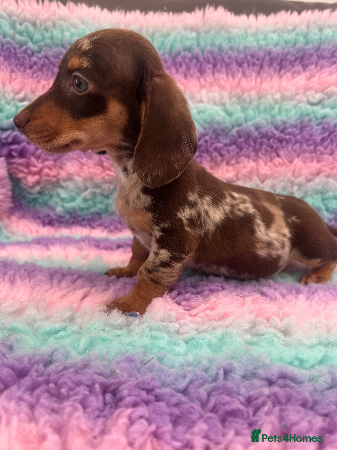 Miniature Dachshund dogs for sale: Miniature Dachshund Boys and Girls From £700 - Image 14