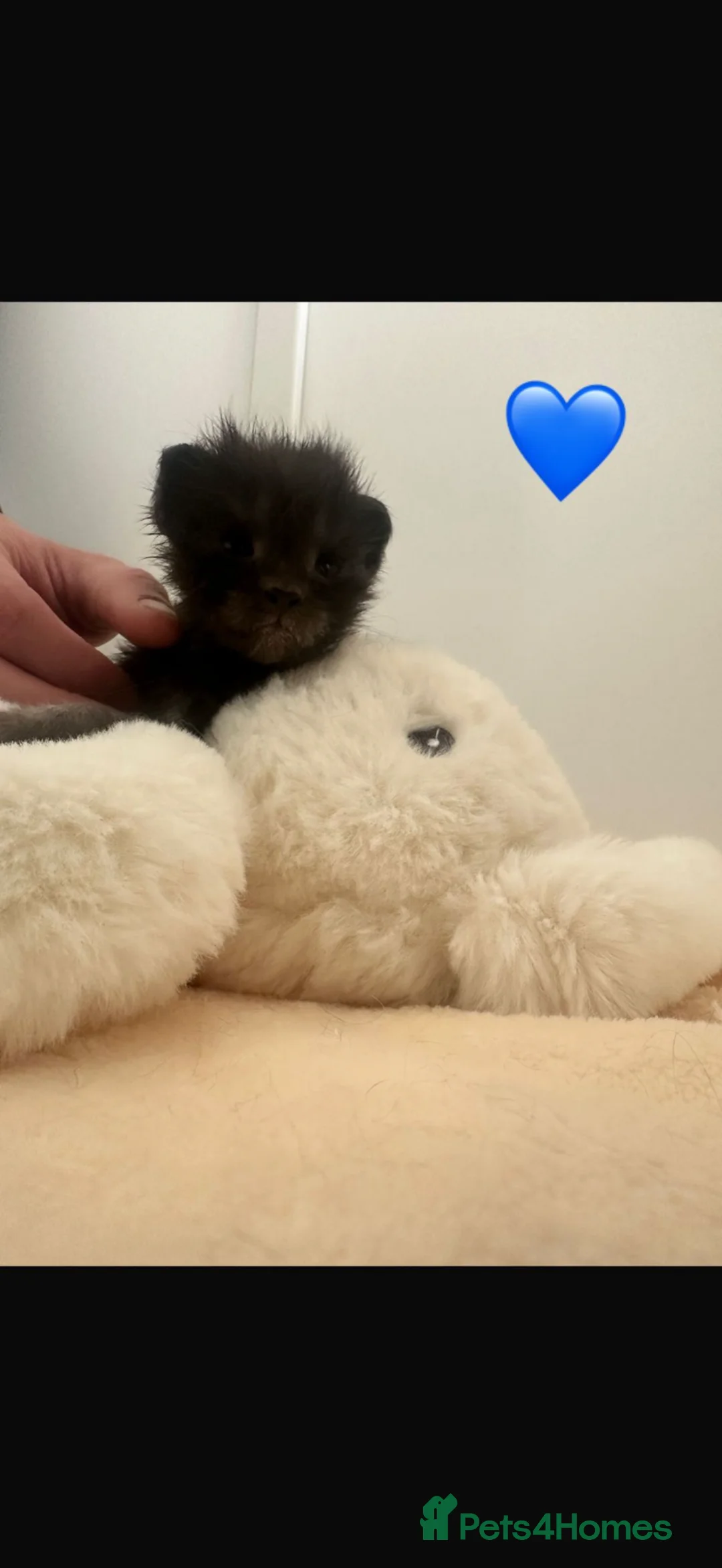 Maine Coon cats for sale: TICA Black&Blue Smoke Maine Coons - Advert 7