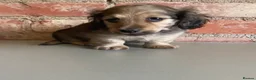 Miniature Dachshund dogs for sale: Exceptional KC Registered Miniature Dachshunds  - Advert 19