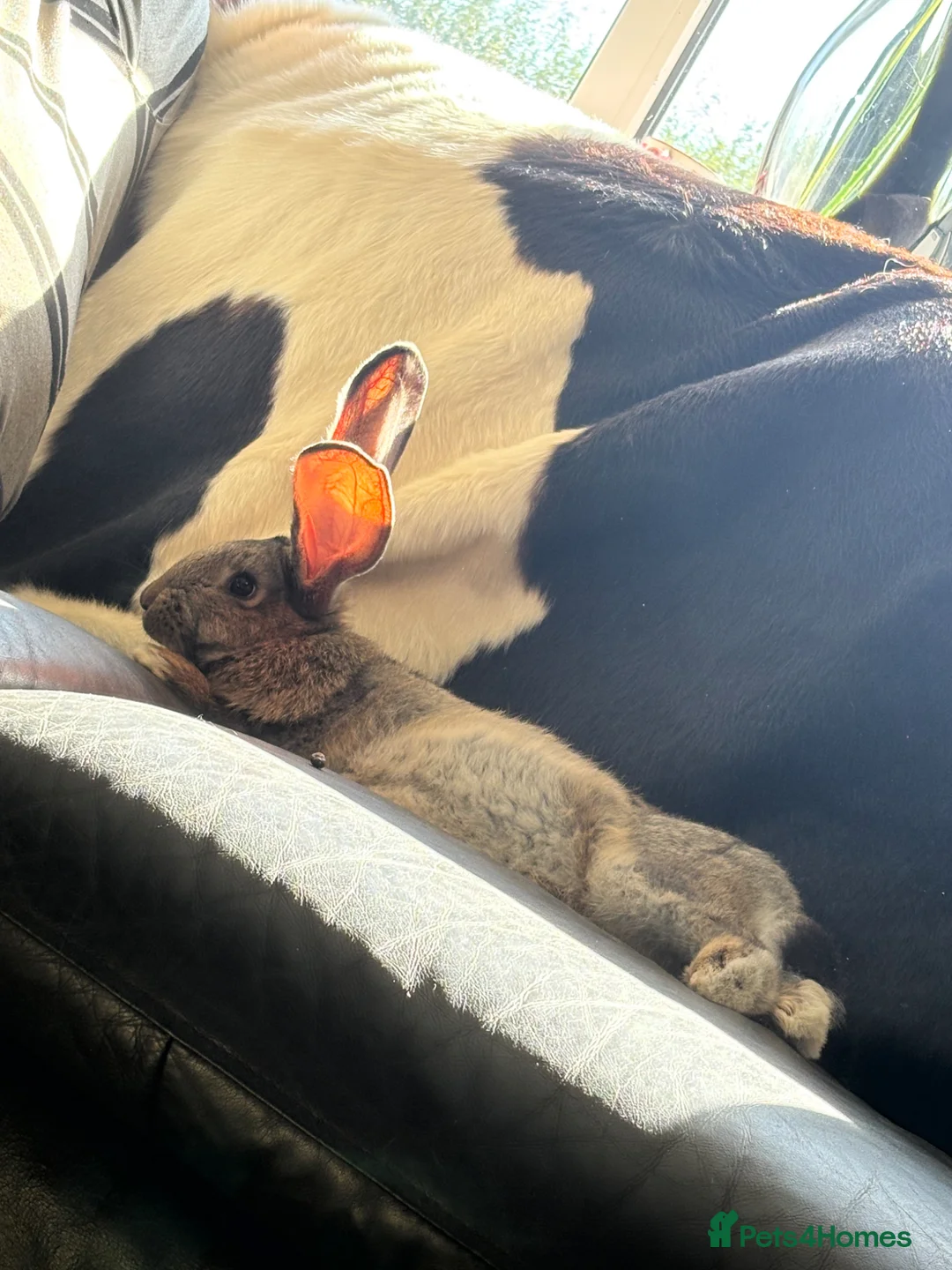 Continental Giant rabbits for sale: Gorgeous litter of continental giant bunnies😍 - Advert 15