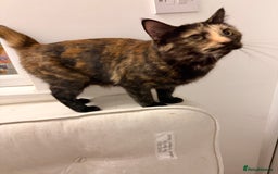 Mixed Breed cats for sale: Two female kittens for sale - Image 12