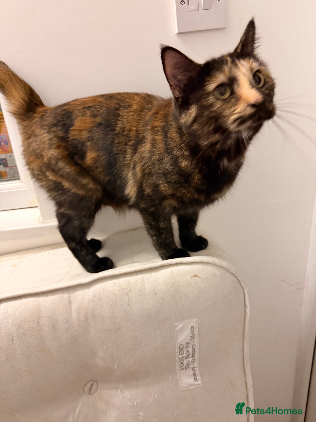 Mixed Breed cats for sale: Two female kittens for sale - Image 12