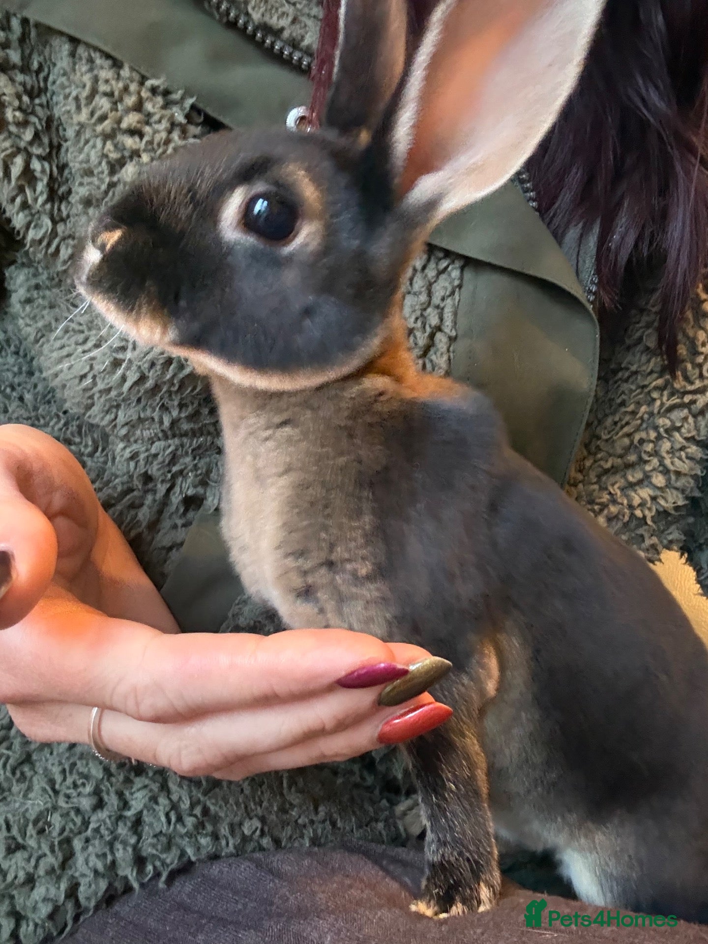 Rex rabbits Black Otter Mini Rex Bunnies  - Advert 3