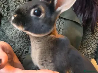 Rex rabbits Black Otter Mini Rex Bunnies - Advert 3