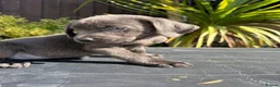 Labrador Retriever dogs for sale: ghost’s beautiful dozen - Advert 11