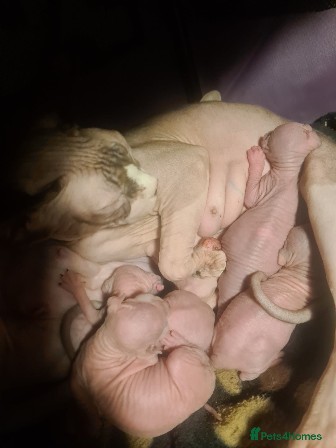 Sphynx cats for sale: Sphynx Kittens - Image 2