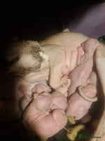 Sphynx cats - Advert 13