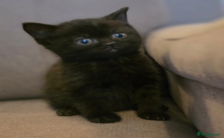 British Shorthair cats - Advert 13