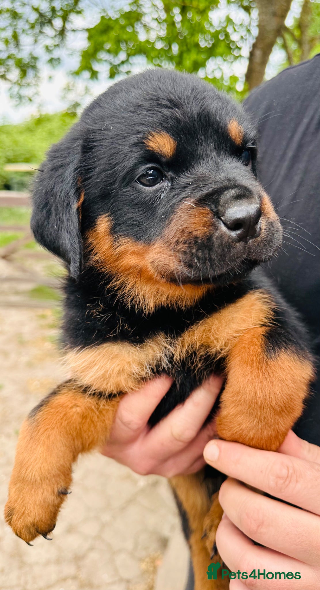 Rottweiler dogs Chunky Rottweiler Pups - Advert 1