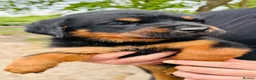 Rottweiler dogs for sale: Chunky Rottweiler Pups - Advert 1