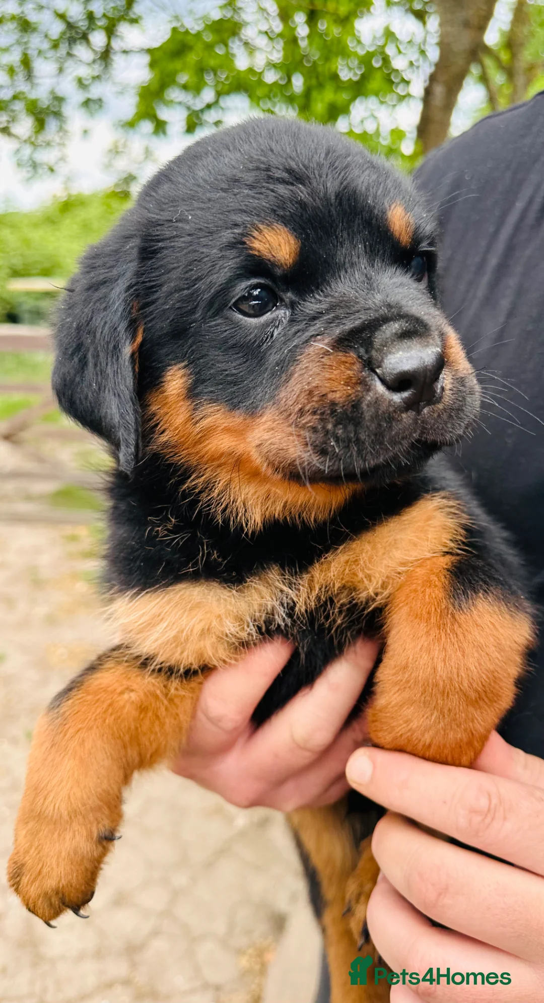 Rottweiler dogs for sale: Chunky Rottweiler Pups - Advert 1