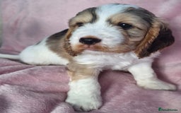 Cockapoo dogs for sale: Gorgeous F1b Cockapoo Puppies  Ready at 8 Weeks 🐾 - Image 3