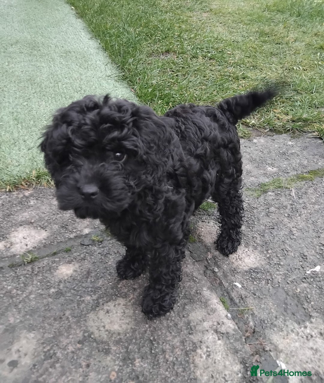 Cockapoo dogs for sale: Cockapoo puppies for Sale - Advert 10