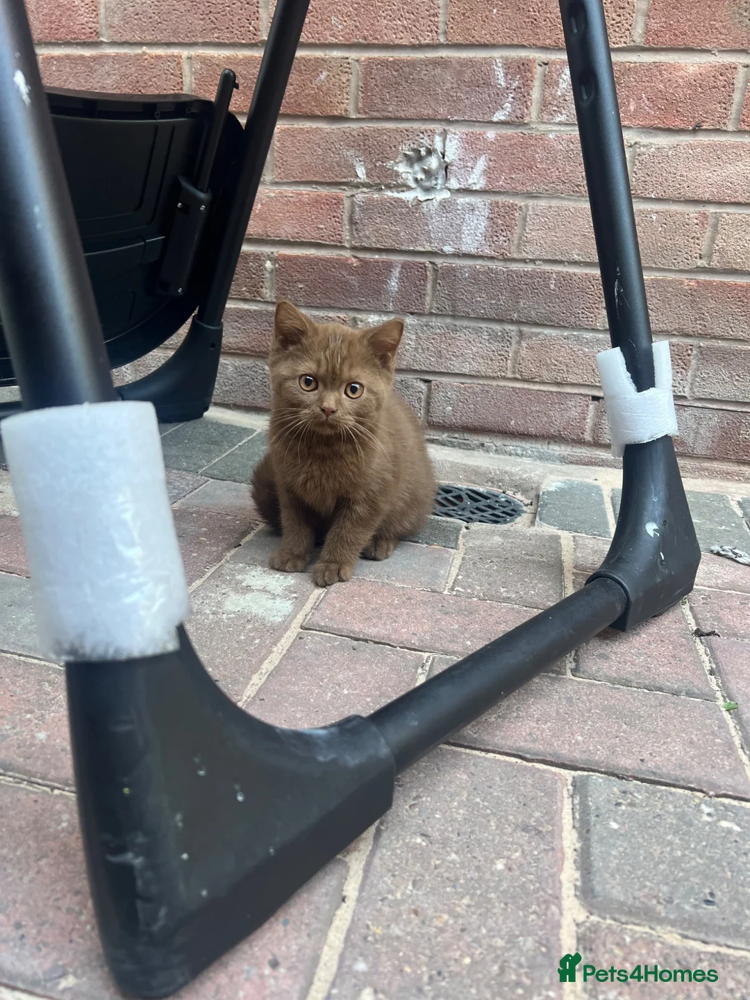 British Shorthair cats for sale: BLACK BSH BOY 🖤 - Advert 10