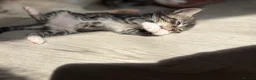 Mixed Breed cats for sale: Affectionate & Beautiful Ragdoll X Kittens - Advert 7