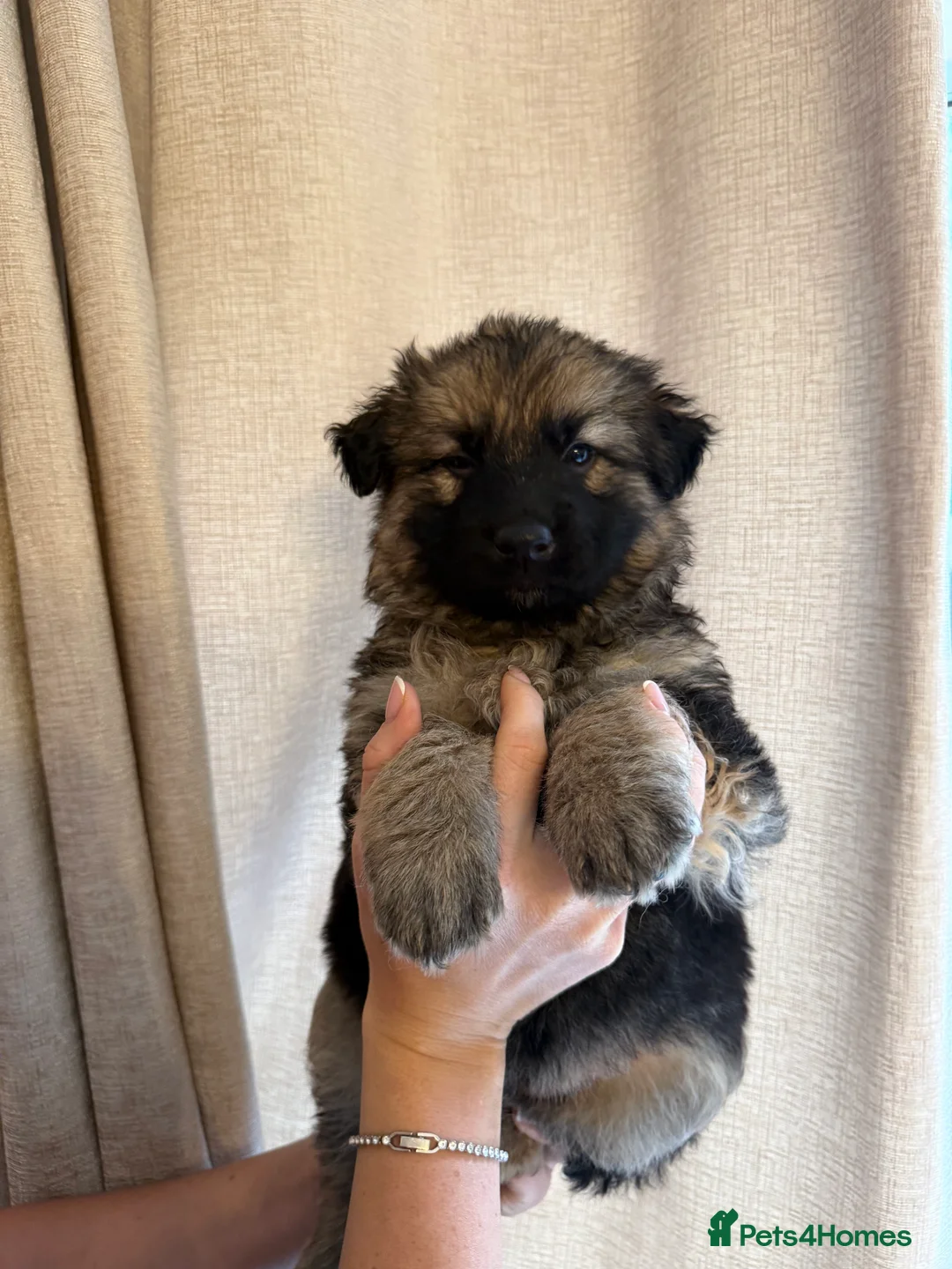 German Shepherd dogs for sale: German Shepherd Puppies - Advert 30