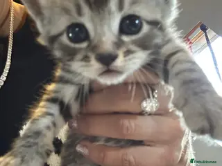 Bengal cats Bengal x Maine coone kittens - Advert 1