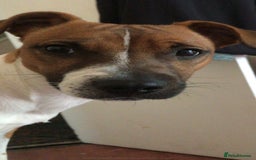 Plummer Terrier dogs for sale: Plummer terrior male - Advert 2