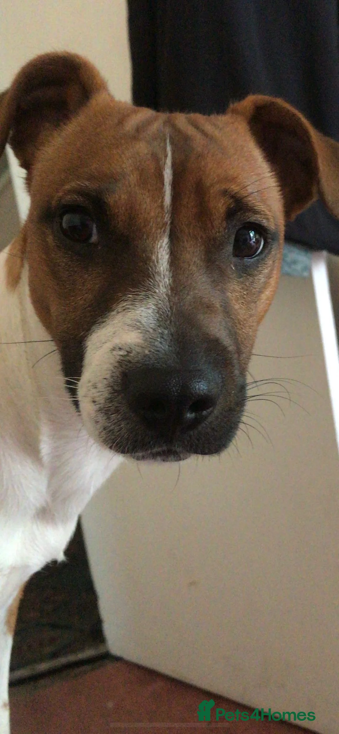 Plummer Terrier dogs for sale: Plummer terrior male - Advert 2